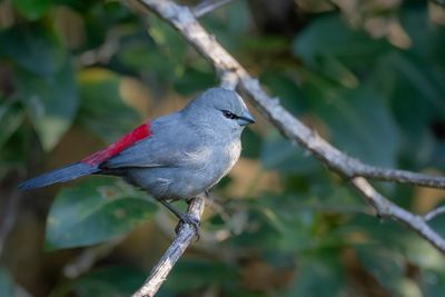 Grey Waxbill - Zwartstaartastrild - Astrild à queue noire