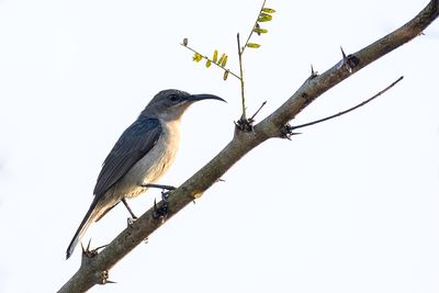 Grey Sunbird - Grijze Honingzuiger - Souimanga murin