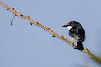 Black-throated Wattle-eye - Zwartkeellelvliegenvanger - Pririt à gorge noire (m)