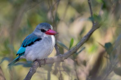 Mangrove Kingfisher - Mangroveijsvogel - Martin-chasseur des mangroves