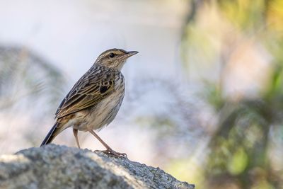 Striped Pipit - Gestreepte Pieper - Pipit de Sundevall