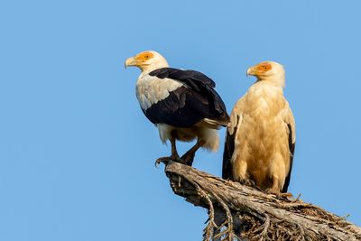 Palm-nut Vulture - Palmgier - Palmiste africain