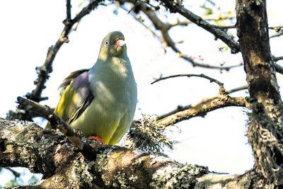 African Green Pigeon - Afrikaanse Papegaaiduif - Colombar à front nu