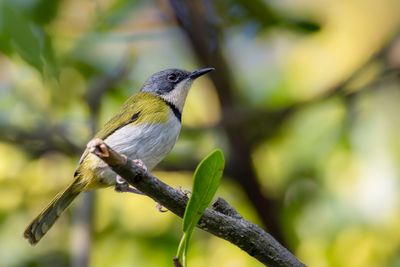 Rudd's Apalis - Rudds Apalis - Apalis de Rudd
