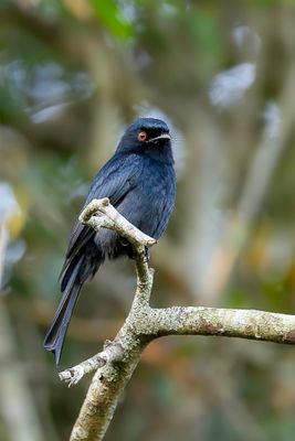 Square-tailed Drongo - Rechtstaartdrongo - Drongo de Ludwig