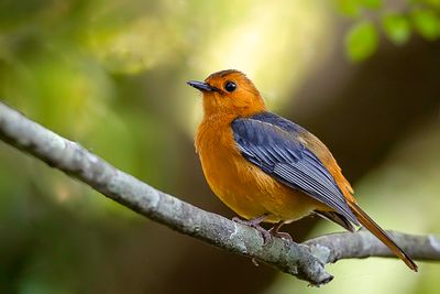 Red-capped Robin-Chat - Roodkoplawaaimaker - Cossyphe à calotte rousse