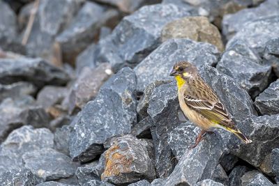 Lemon-breasted Canary - Geelborstkanarie - Serin à poitrine citron (m)