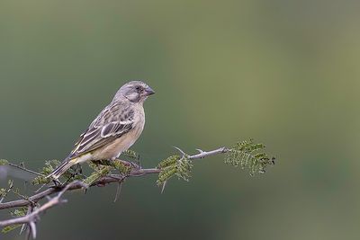Lemon-breasted Canary - Geelborstkanarie - Serin à poitrine citron (f)