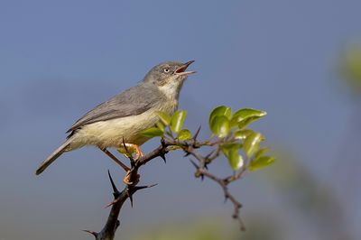 Burnt-necked Eremomela - Roesthalseremomela - Érémomèle à cou roux
