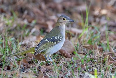 Eastern Nicator - Bruinkopnicator - Bulbul à tête brune