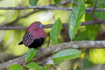 Pink-throated Twinspot - Parelastrild - Sénégali de Verreaux (m)