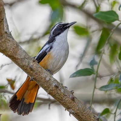 White-throated Robin-Chat - Witkeellawaaimaker - Cossyphe à gorge blanche
