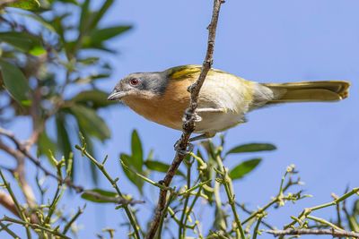 Olive Bushshrike - Olijfgroene Bosklauwier - Gladiateur olive