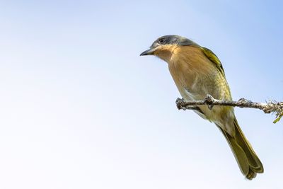 Olive Bushshrike - Olijfgroene Bosklauwier - Gladiateur olive