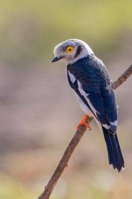 White-crested Helmetshrike - Helmklauwier - Bagadais casqué