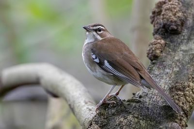 Brown Scrub Robin - Bruine Waaierstaart - Agrobate brun