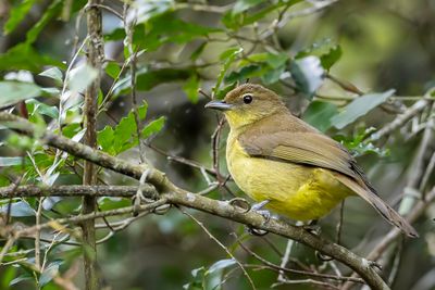 Yellow-bellied Greenbul - Geelborstbuulbuul - Bulbul à poitrine jaune