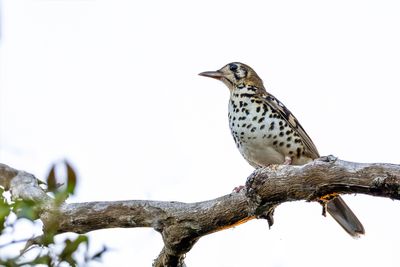 Spotted Ground Thrush - Natallijster - Grive tachetée