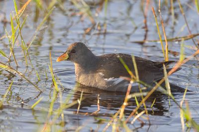 Lesser Moorhen - Afrikaans Waterhoen - Gallinule africaine