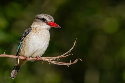 Brown-hooded Kingfisher - Bruinkapijsvogel - Martin-chasseur à tête brune (m)
