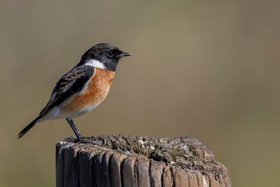 African Stonechat - Afrikaanse Roodborsttapuit - Tarier africain (m)
