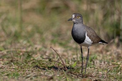 Senegal Lapwing - Rouwkievit - Vanneau terne