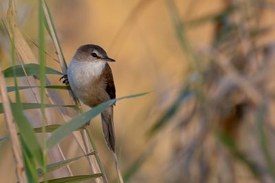 Lesser Swamp Warbler - Kaapse Rietzanger - Rousserolle à bec fin