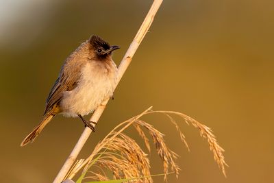 Dark-capped Bulbul - Driekleurbuulbuul - Bulbul tricolore