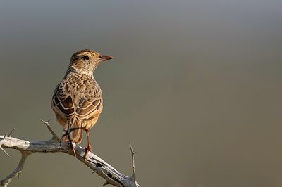 Flappet Lark - Ratelleeuwerik - Alouette bourdonnante