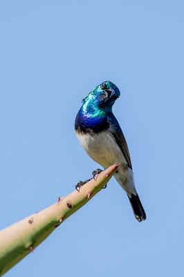 White-bellied Sunbird - Witbuikhoningzuiger - Souimanga à ventre blanc (m)