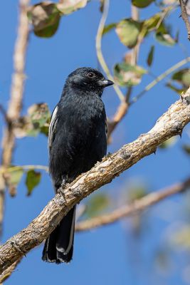 Southern Black Tit - Roetmees - Mésange nègre
