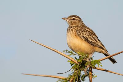 Sabota Lark - Sabotaleeuwerik - Alouette sabota