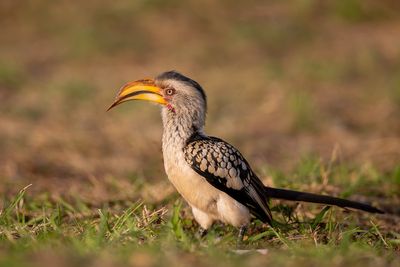 Southern Yellow-billed Hornbill - Zuidelijke Geelsnaveltok - Calao leucomèle