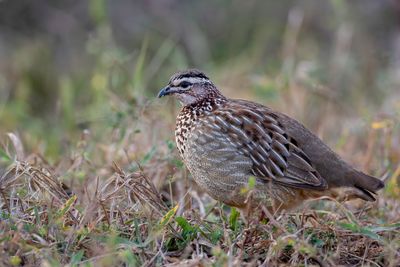 Crested Francolin - Kuiffrankolijn - Francolin huppé