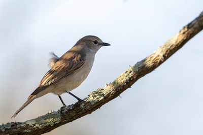 Pale Flycatcher - Vale Vliegenvanger - Gobemouche pâle
