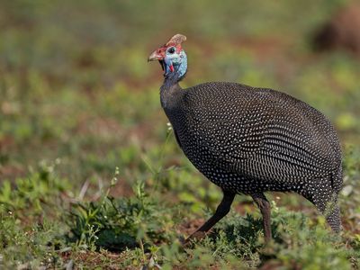 Helmeted Guineafowl - Helmparelhoen - Pintade de Numidie