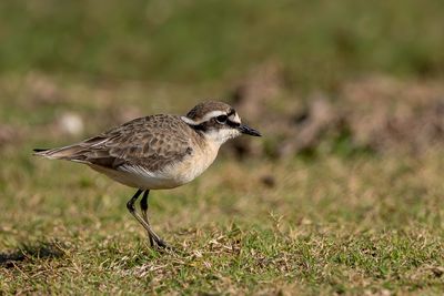 KIttlitz's Plover - Herdersplevier - Gravelot pâtre