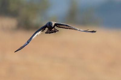 Black Harrier - Zwarte Kiekendief - Busard maure