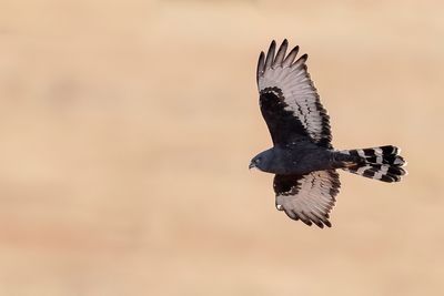 Black Harrier - Zwarte Kiekendief - Busard maure