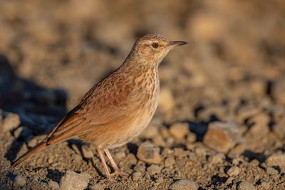 Eastern Long-billed Lark - Oostelijke Langsnavelleeuwerik - Alouette du Transvaal