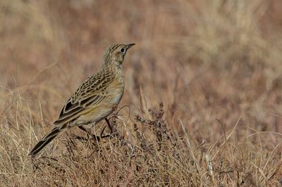 Yellow-breasted Pipit - Geelborstpieper - Pipit à gorge jaune