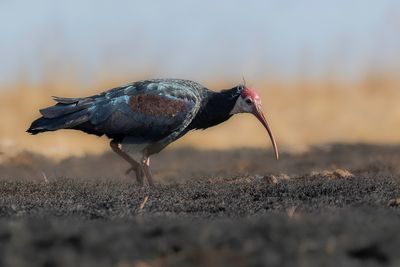 Southern Bald Ibis - Kaapse Ibis - Ibis du Cap