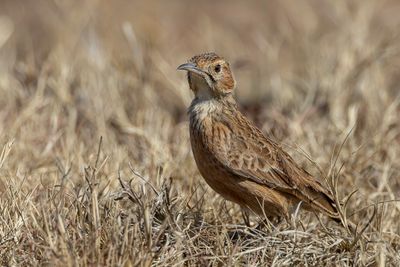 Spike-heeled Lark - Sjirpleeuwerik - Alouette éperonnée