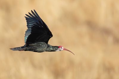 Southern Bald Ibis - Kaapse Ibis - Ibis du Cap