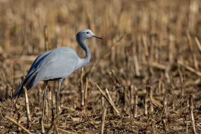 Blue Crane - Stanleys Kraanvogel - Grue de paradis