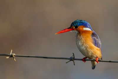 Malachite Kingfisher - Malachietijsvogel - Martin-pêcheur huppé