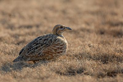 Red-winged Francolin - Roodvleugelfrankolijn - Francolin de Levaillant