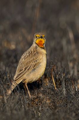 Cape Longclaw - Kaapse Langklauw - Sentinelle du Cap