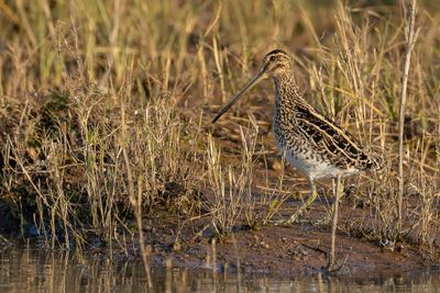 African Snipe - Afrikaanse Snip - Bécassine africaine