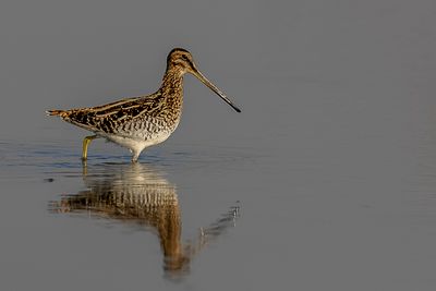 African Snipe - Afrikaanse Snip - Bécassine africaine